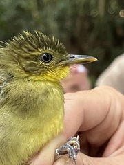 Phyllastrephus xavieri