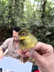 Phyllastrephus xavieri