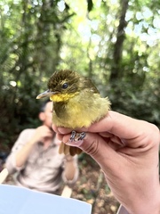 Phyllastrephus xavieri