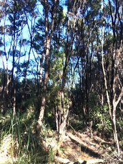 Dracophyllum sinclairii