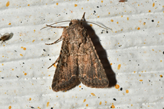 Protorthodes