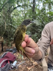 Criniger ndussumensis