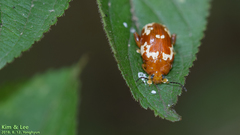 Asiophrida spectabilis