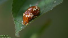 Asiophrida spectabilis