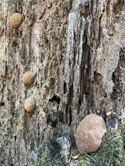 Hypoxylaceae