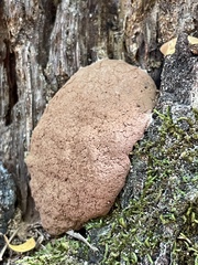 Hypoxylaceae