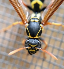 Polistes chinensis