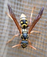 Polistes chinensis