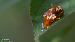 Asiophrida spectabilis