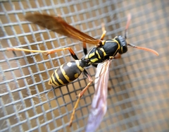 Polistes chinensis