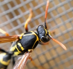 Polistes chinensis