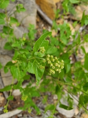 Brickellia grandiflora