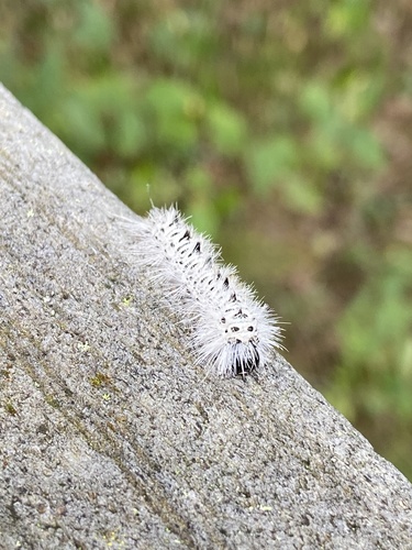 Hickory tussock moth