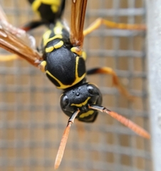Polistes chinensis