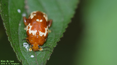 Asiophrida spectabilis