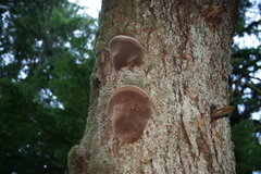 Phellinus