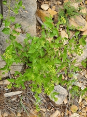Brickellia grandiflora