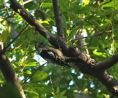 Yungipicus canicapillus