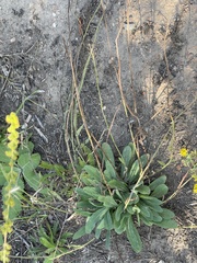 Pilosella officinarum