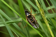 Vespula acadica