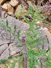 Amorpha canescens