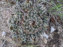 Coryphantha sulcata