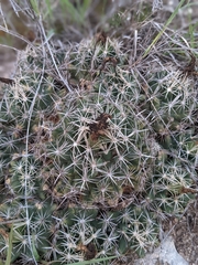 Coryphantha sulcata