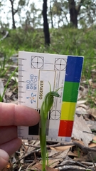 Pterostylis foliata