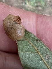 Amphibolips quercusostensackenii