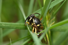 Vespula acadica