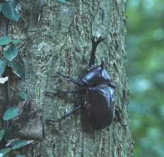 Trypoxylus dichotomus