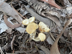 Lactocollybia