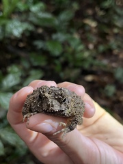Sclerophrys tuberosa