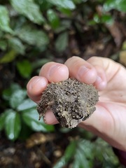Sclerophrys tuberosa