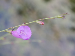 Agalinis heterophylla