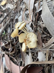 Lactocollybia