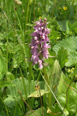 Dactylorhiza urvilleana