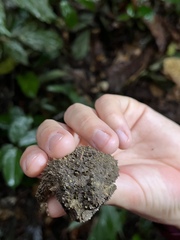 Sclerophrys tuberosa