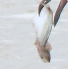 Selene setapinnis