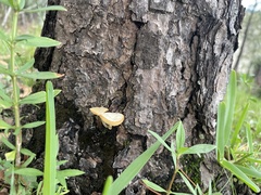 Lactocollybia
