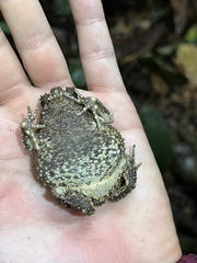 Sclerophrys tuberosa