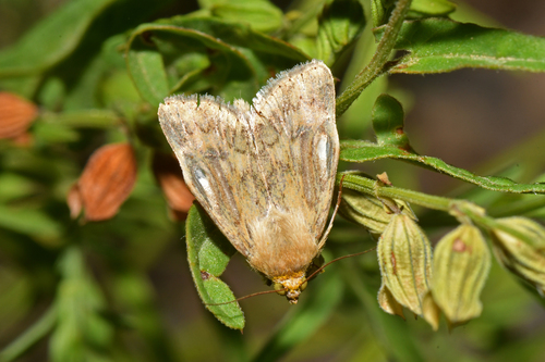 Paradoxical Grass Moth photo 4