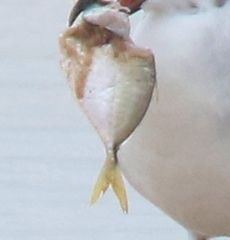 Selene setapinnis