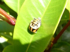 Harmonia testudinaria