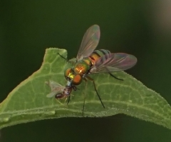 Condylostylus caudatus