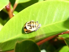 Harmonia testudinaria