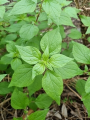 Parietaria debilis