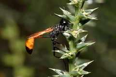 Ammophila placida