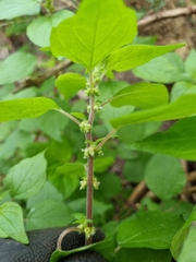 Parietaria debilis