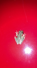 Osteopilus septentrionalis